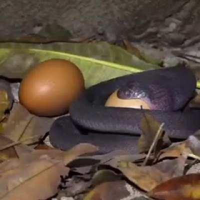 🔥The African egg-eating snake lives in Africa, where it feeds on swallowing eggs and then digesting them, and it can swallow an egg ten times larger than its head