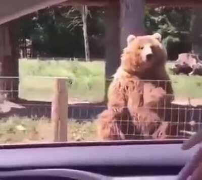 Friendly bear