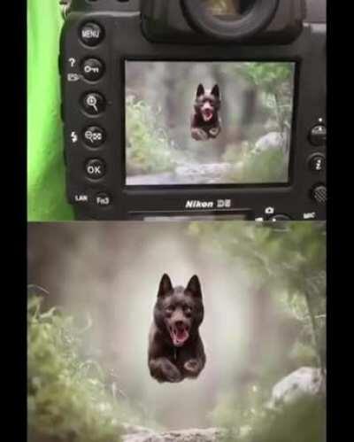 Best doggy photographer in town.