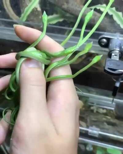 Baby green vine snakes