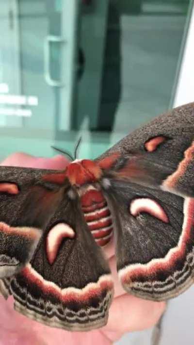 Badass cecropia moth! Largest moth in North America!