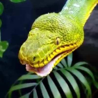 Emerald Tree Boa doing a yawn