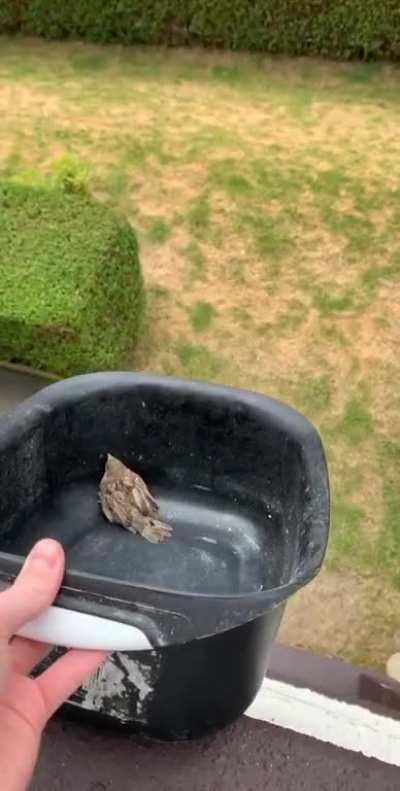 To save a bird’s life