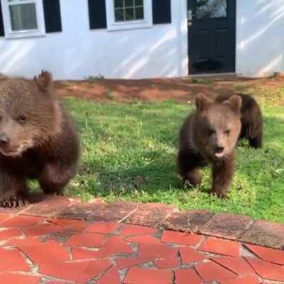 Cute cubs