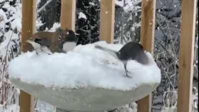 Blood-thirsty squirrel