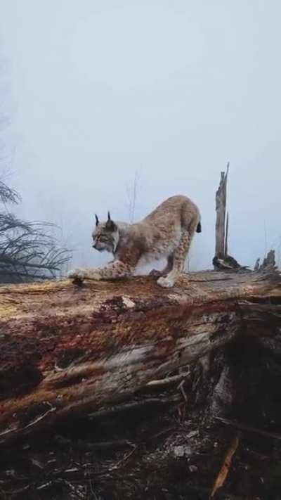 🔥 A Lynx in the Harz, Germany