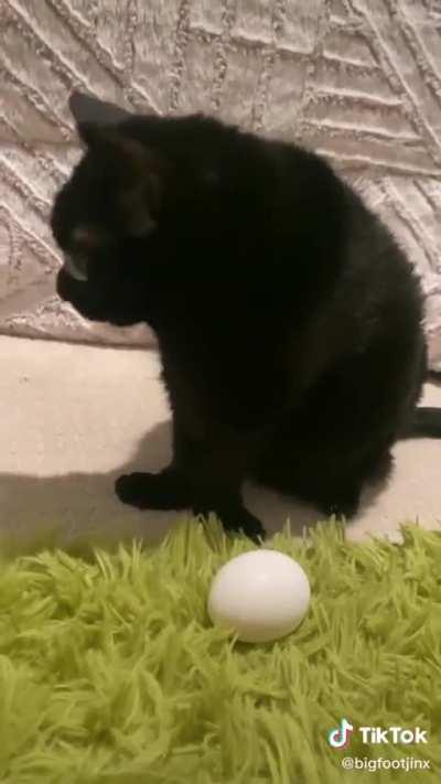 Wunkus Fears the Egg