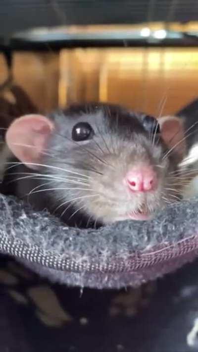 When rats are happy their eyes “boggle”