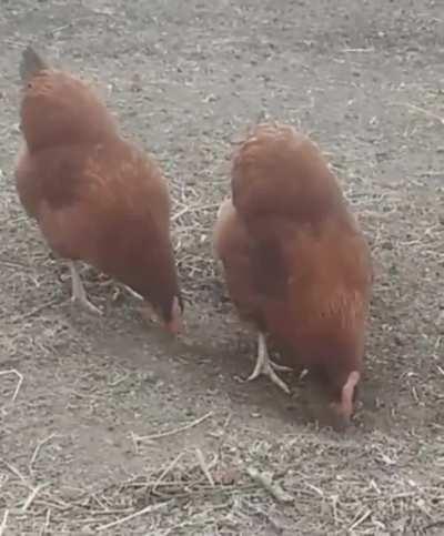 Synchronized feeding.