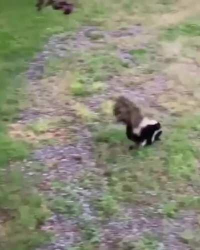 🔥 This mama skunk crossing a hiking path with her kits 🔥