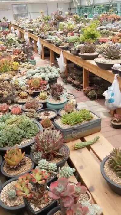 My MIL is an artist in S. Korea, here is a vid of her private succulent collection. She treats each one as a piece of art. Although she was always heavily into plants, succulents have been her focus for the past 20 years. She also made some of the pots, I