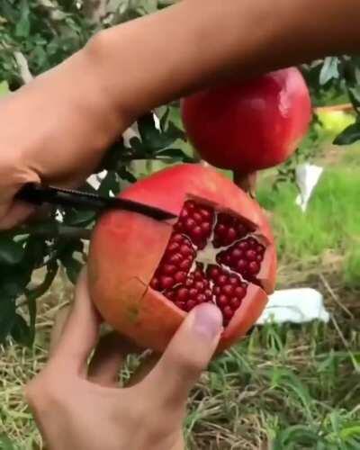 slicing a pomegranate