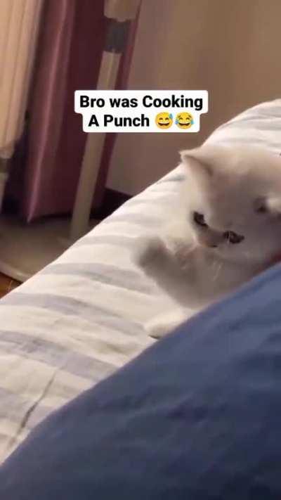 one punch cat