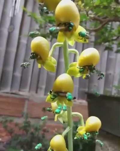 A group of Orchid Bees pollinating a flower. Orchid bees are known for their shiny metallic coloration.