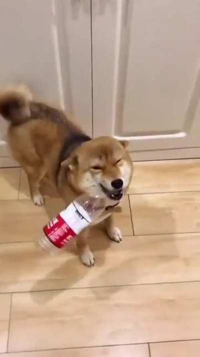 Excited shiba bringing presents