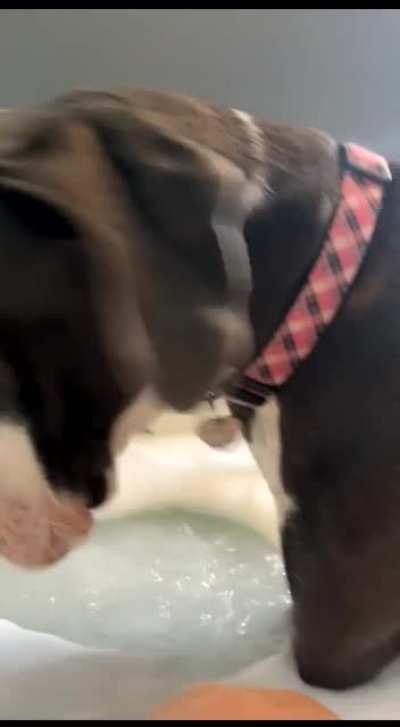 Great Dane Puppy Hops in Bathtub with Owner