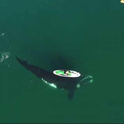 A Whale gently pushing a paddleboarder