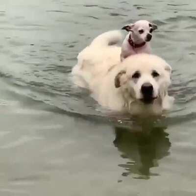 That little guy went for an awesome boat ride