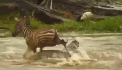 🔥 Zebra Shows no Respect