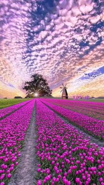 Flower fields and clouds