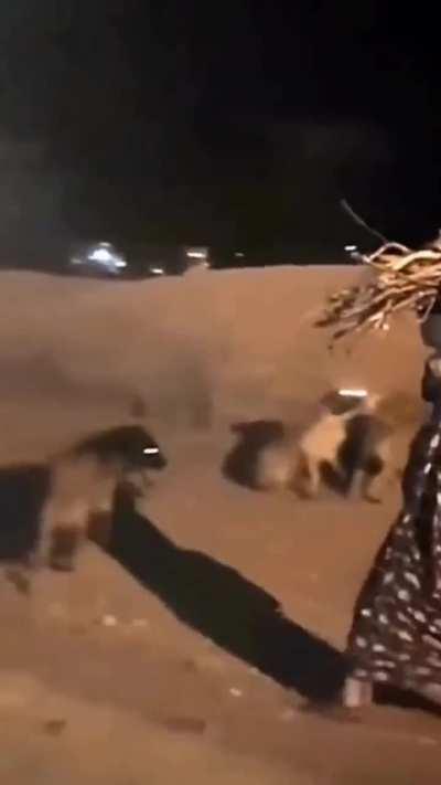 Fearless African women walks past Hyenas