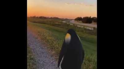 Penguin staring at the sunset 🌇 🐧