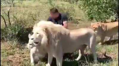 Man greeted by pride of lions that he raised when they were young