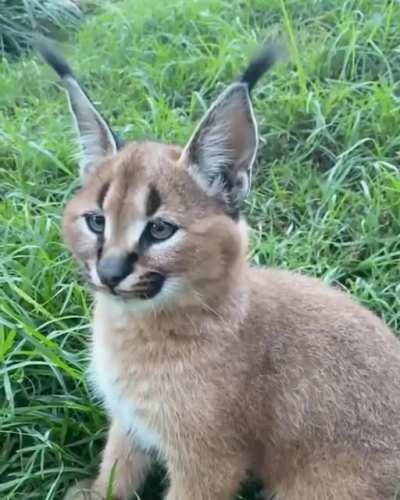 The ears of caracal kittens do not become active until the third or fourth week after birth.