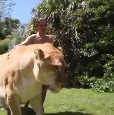 Meet the Liger, a cross between a male lion and a female tiger.