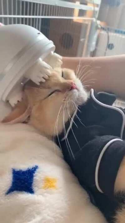 Smol cat gets head massaged