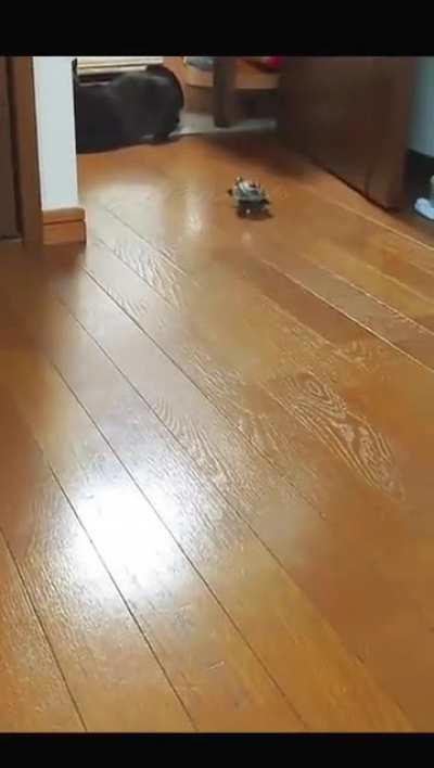 The turtle loved the cat so much, so he became the fastest turtle boi ever.