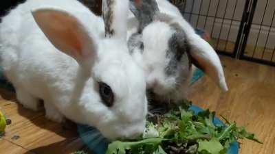 Virginia (the big girl on the right) eats so fast she forgets to breathe sometimes!