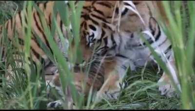 Tiger mom giving her newborn baby a bath