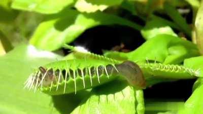 Carnivorous plant vs slug.