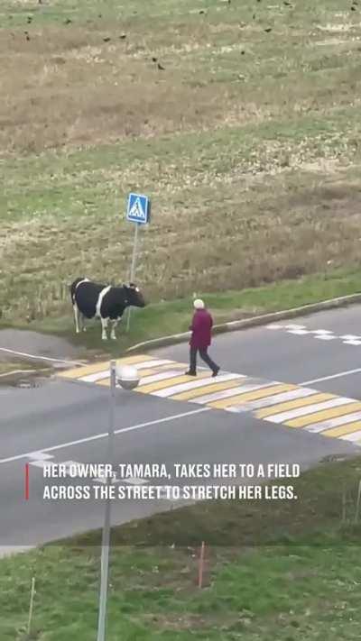 smart cow