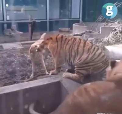 Dog stops tiger and lion from fighting