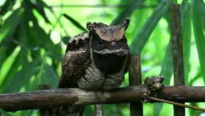 Great Eared-Nightjar (Lyncornis macrotis) is found in southwest India and in parts of Southeast Asia