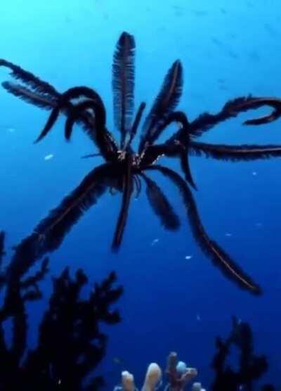 These are Feather Stars, a species which is millions of years old!