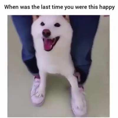 You can never be as happy as this doggo