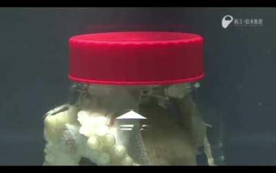 Within minutes of being put in a jar, Octopus figures out how to remove the lid to get outside.