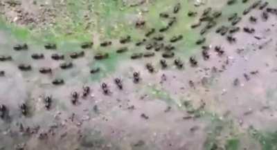 A Termite line (top) and an Ant line (bottom), each protected by its column of soldiers who face each other without attacking.