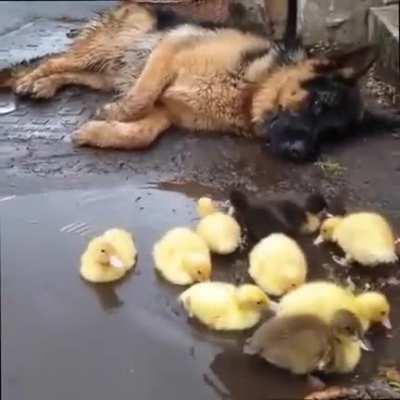 Dog watching over ducklings