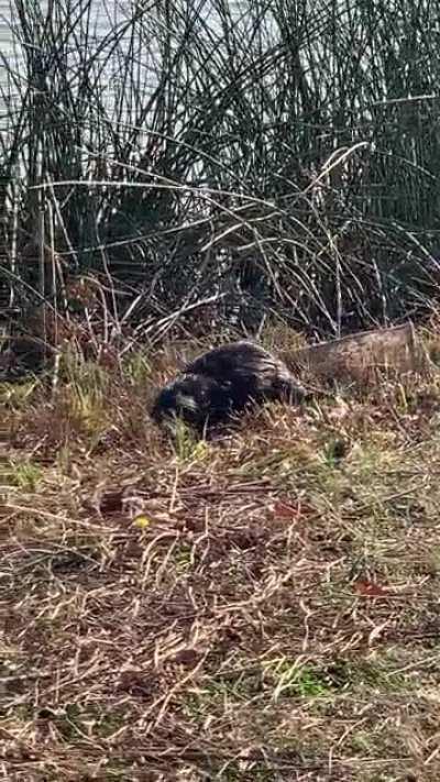 Saw this animal at white rock lake today, What is it?