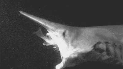 🔥 Goblin shark's slingshot jaws makes it look like a nightmarish deep sea unicorn