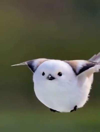 🔥 Shima Enaga birb. The flying snowball.🔥