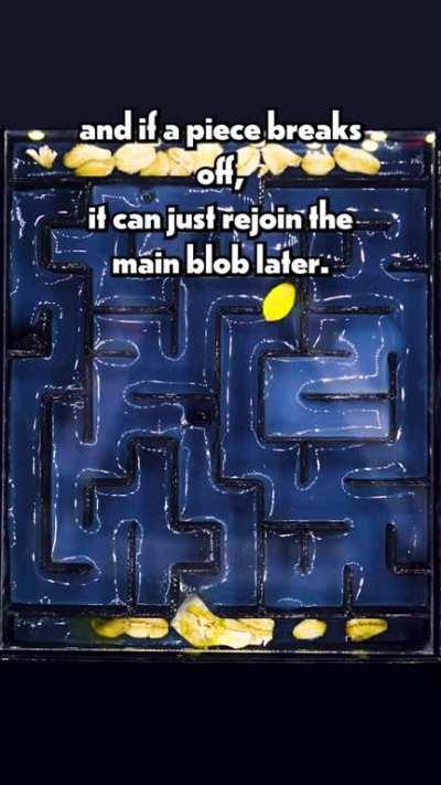 Genius Slime Mold Can Solve Mazes