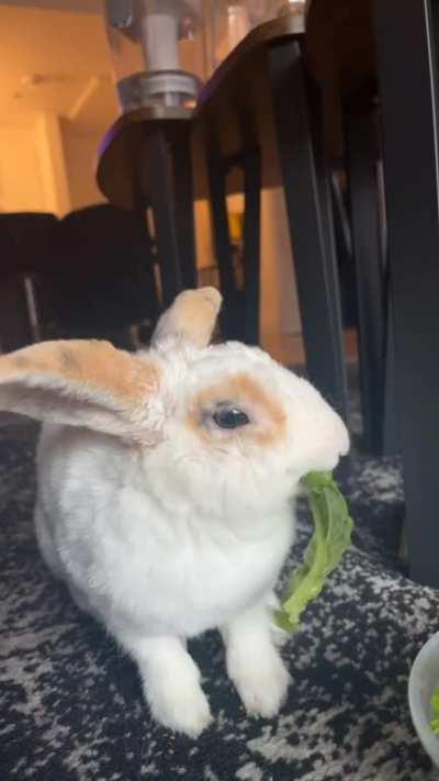 Rabbit enjoys lettuce