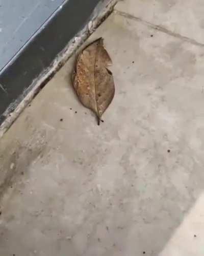 Indian Oakleaf Butterfly ( kallima inachus ) which is found in tropical Asia from India to Japan, it resembles a leaf when it's wings are closed which act as a camouflage.