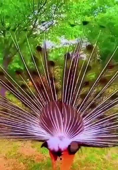 🔥 Peacock's feathers