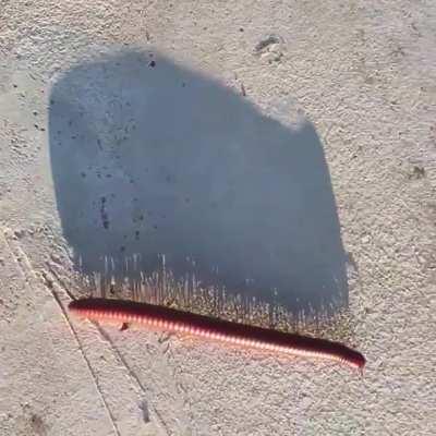 The shadow of a millipede walking